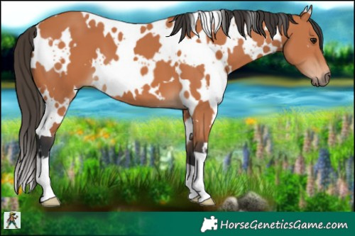 Horse Color:White Spotted Bay 