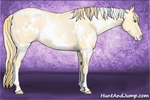 Horse Color:White Spotted Smoky Black Pearl 