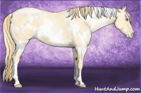 Horse Color:White Spotted Smoky Black Pearl 