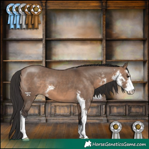 Horse Color:Brown Dun Sabino 