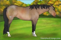 Horse Color:Brown Dun 