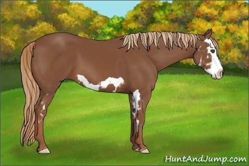 Horse Color:Unknown 