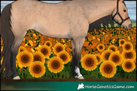 Horse Color:Bay Roan Dun 