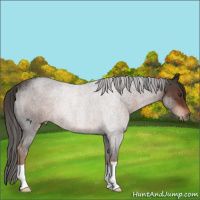 Horse Color:Liver Red Roan Rabicano 