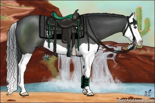 Horse Color:Black Splash 