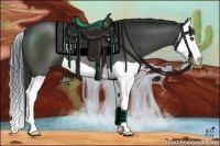 Horse Color:Black Splash