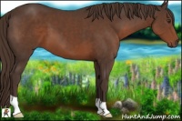 Horse Color:Liver Chestnut