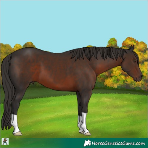 Horse Color:Liver Chestnut 