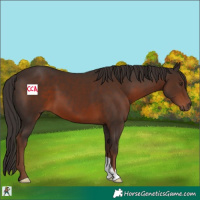 Horse Color:Liver Chestnut 