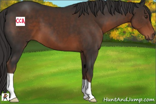Horse Color:Liver Chestnut 