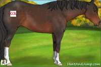 Horse Color:Liver Chestnut 