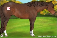 Horse Color:Liver Chestnut 
