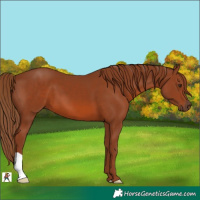 Horse Color:Chestnut 