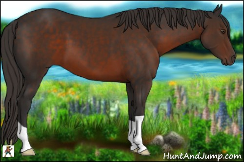 Horse Color:Liver Chestnut 