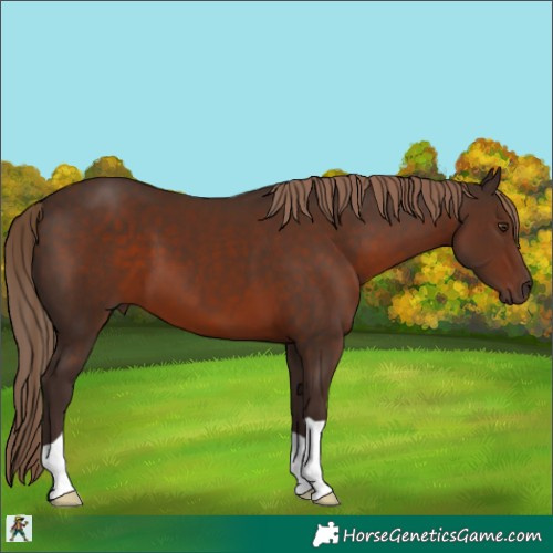 Horse Color:Liver Chestnut 