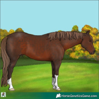 Horse Color:Liver Chestnut 