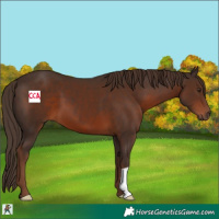 Horse Color:Liver Chestnut 