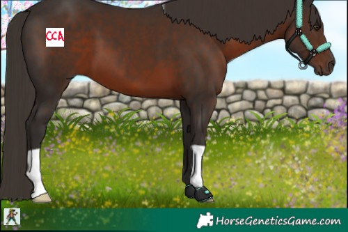 Horse Color:Liver Chestnut 