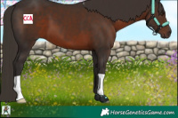 Horse Color:Liver Chestnut 