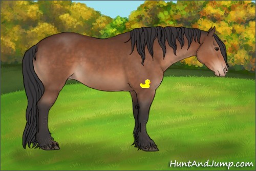 Horse Color:Bay Sabino Appaloosa Rabicano