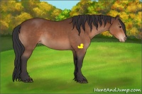 Horse Color:Bay Sabino Appaloosa Rabicano 