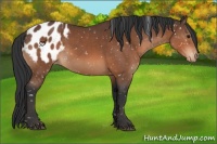 Horse Color:Bay Sabino Appaloosa