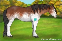 Horse Color:White Spotted Bay 