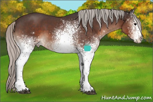 Horse Color:White Spotted Silver Brown Roan 