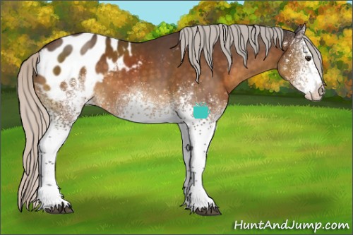 Horse Color:White Spotted Silver Buckskin Appaloosa 