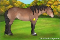 Horse Color:Bay Sabino Appaloosa Rabicano 