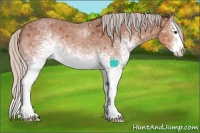 Horse Color:White Spotted Silver Brown Roan Splash Appaloosa Rabicano