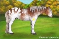 Horse Color:White Spotted Silver Brown Tobiano Appaloosa Rabicano 