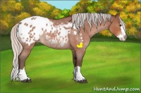 Horse Color:Silver Brown Roan Sabino Splash Appaloosa Rabicano 