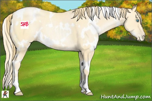Horse Color:White Spotted Buckskin Pearl 