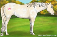 Horse Color:White Spotted Buckskin Pearl