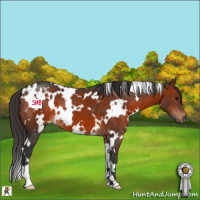 Horse Color:White Spotted Bay 