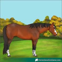 Horse Color:Bay 