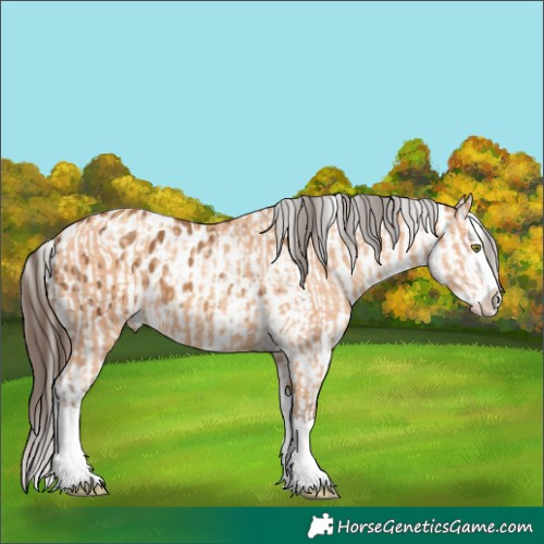 Horse Color:Amber Champagne Splash  and Gray Amber Champagne Splash Appaloosa 