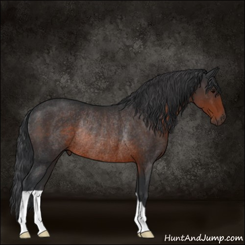 Horse Color:Brown Rabicano