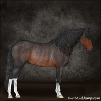Horse Color:Brown Rabicano