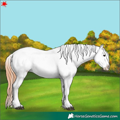 Horse Color:Bay Tobiano Near Leopard Rabicano