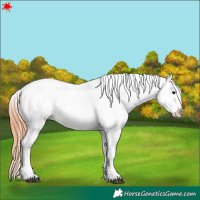 Horse Color:Bay Tobiano Near Leopard Rabicano