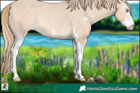 Horse Color:Perlino Sabino Rabicano