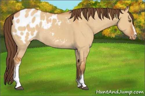 Horse Color:White Spotted Buckskin Dun Appaloosa