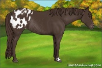 Horse Color:Liver Chestnut Appaloosa Rabicano 