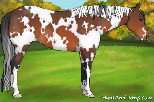 Horse Color:Unknown 