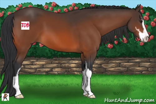 Horse Color:Brown Sabino