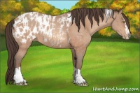 Horse Color:Amber Champagne Sabino Tobiano Appaloosa and Amber Champagne Sabino Splash Tobiano Appaloosa