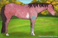 Horse Color:Amber Champagne Tobiano 