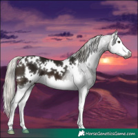 Horse Color:Gray White Spotted Silver Brown Splash 